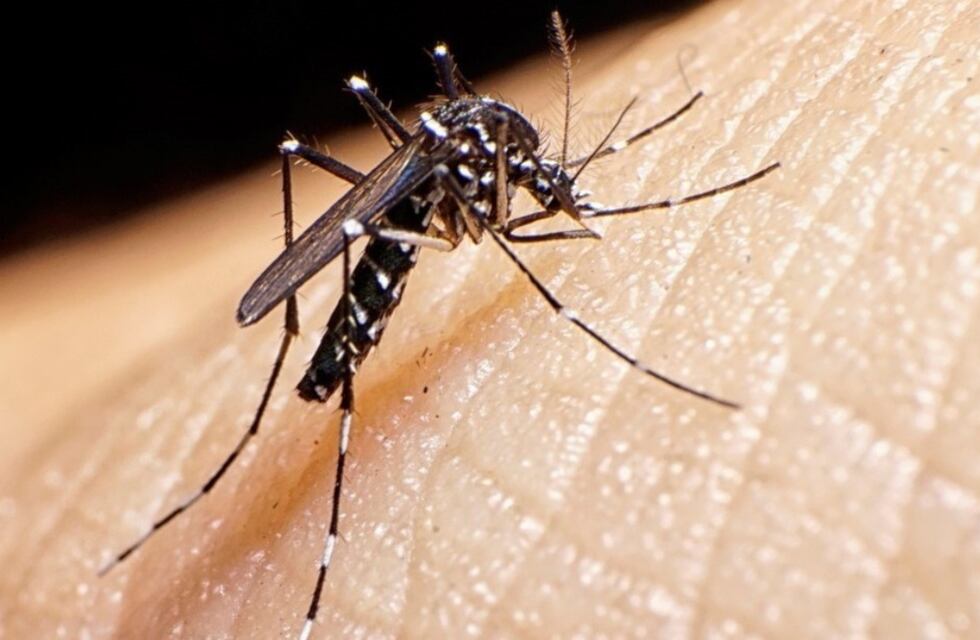 Dengue: Arroyito es la segunda ciudad de la Provincia de Córdoba, luego de la Capital, con más casos positivos