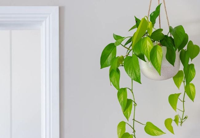 Con los cuidados adecuados, el potus puede convertirse en un aliado para transformar cualquier espacio.