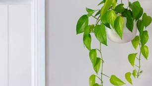 Ni en el baño ni en la habitación: el lugar ideal del hogar para colocar el potus y atraer energía positiva, según el Feng Shui.