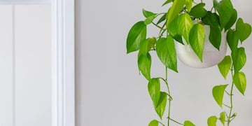 Ni en el baño ni en la habitación: el lugar ideal del hogar para colocar el potus y atraer energía positiva, según el Feng Shui.