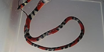 Puerto Iguazú: Bomberos Voluntarios rescataron una falsa coral tras una denuncia