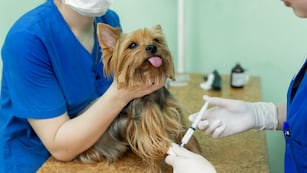 Cómo es la obra social para mascotas que funciona en Córdoba.