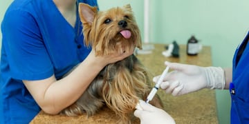 La mascota deberá asistir con un ayuno previo de sólidos y líquidos de 8 hs