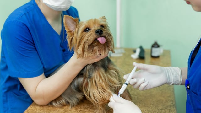 Cómo es la obra social para mascotas que funciona en Córdoba.
