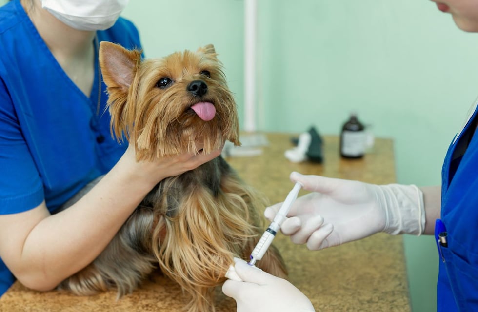 Punta Alta: el Quirófano Veterinario prestará servicio en el polideportivo del barrio Laura