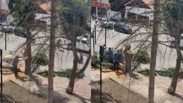 El video del hombre al que se le cae el árbol que talaba, se volvió viral.