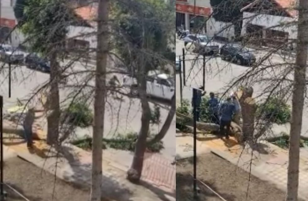 Neuquén: talaba un árbol sin autorización y se le cayó encima
