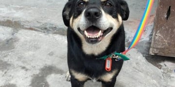 "Negro" tiene 5 años y busca una nueva familia ya que fue abandonado y sufrió maltratos.