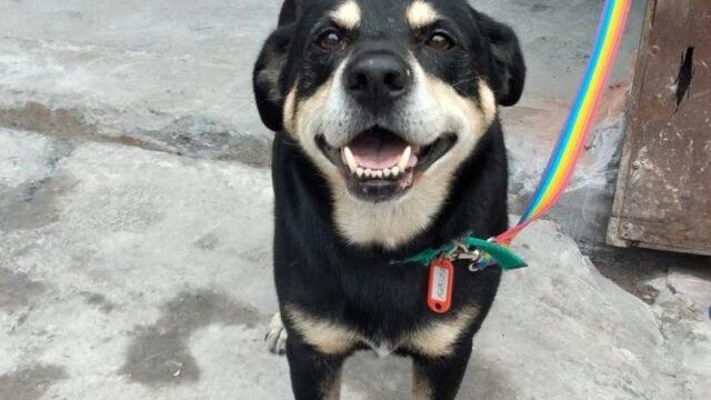 "Negro" tiene 5 años y busca una nueva familia ya que fue abandonado y sufrió maltratos.