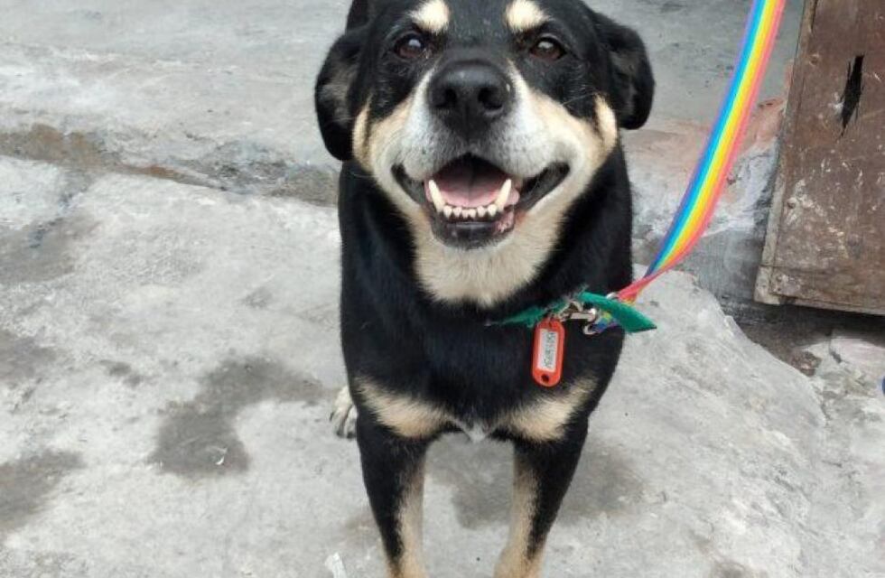 Su dueño murió y le armaron un CV para encontrar una nueva familia: la historia de “Negro”