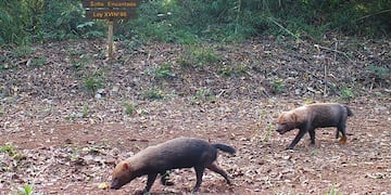 Se trata de un extraño y escaso mamífero sudamericano.