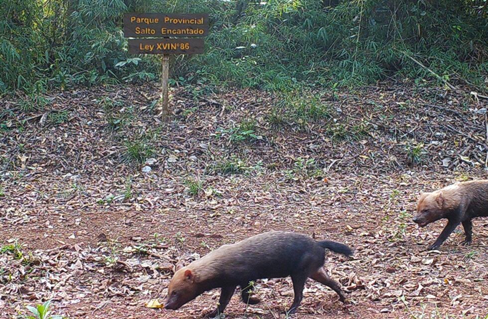Salto Encantado: con cámaras trampas, captan al zorro pitoco por primera vez