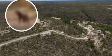 Capturaron en foto a un Yaguarundí en San Luis