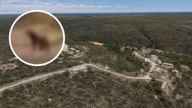 Capturaron en foto a un Yaguarundí en San Luis