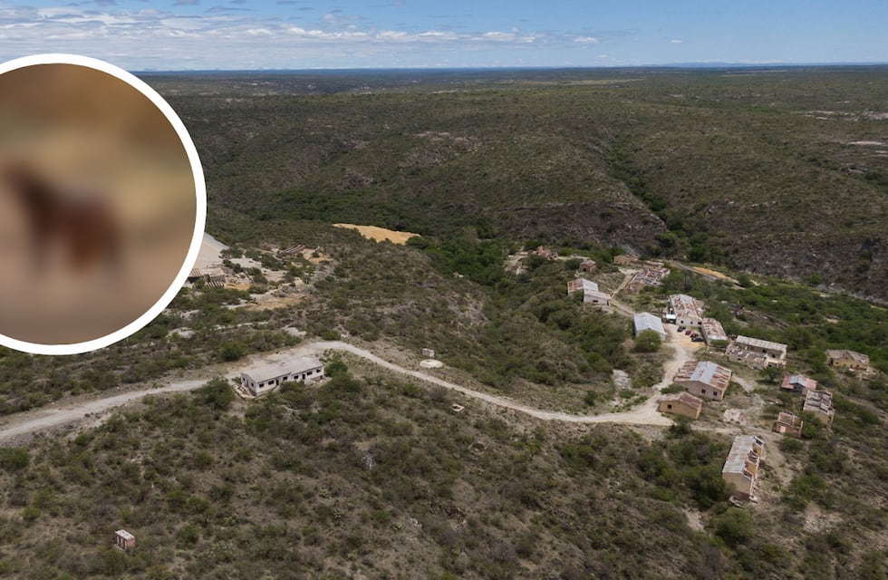 “Una mirada imposible de olvidar”: captaron la imagen de un misterioso animal exótico en San Luis