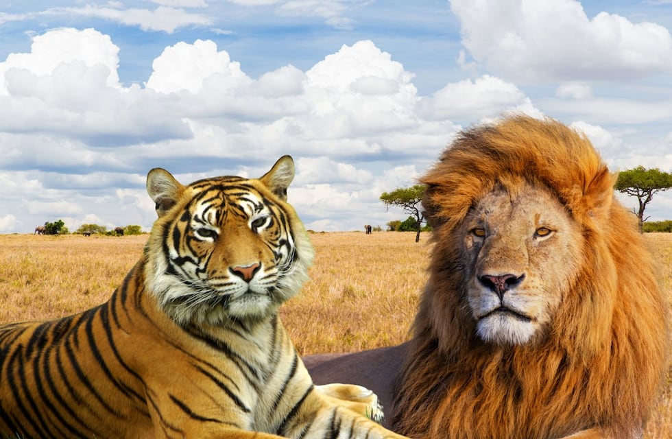 Cómo se llama la cruza entre un león y un tigre