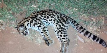 Lamentablemente, otro animal silvestre fue atropellado en Eldorado.