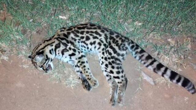 Lamentablemente, otro animal silvestre fue atropellado en Eldorado.