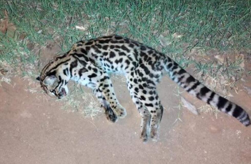 Lamentablemente, otro animal silvestre fue atropellado en Eldorado