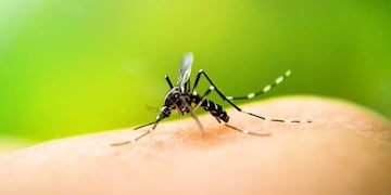 Se registraron en el país 9.388 casos de dengue.