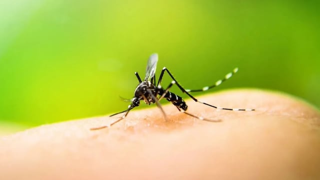 Se espera una temporada alta de contagios de dengue. Foto: Los Andes.