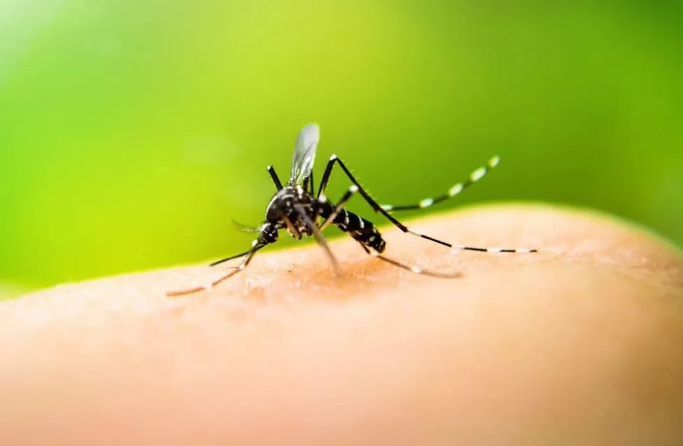 Dengue: hay más casos comunitarios en el país y se espera una “temporada alta” de contagios