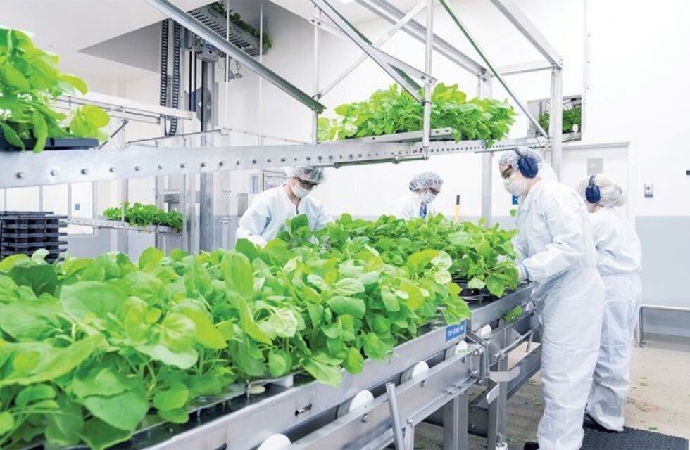 Covid: destacan la calidad de la vacuna vegetal, que tuvo pruebas en Córdoba