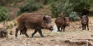 El puntano que mató a su amigo al confundirlo con un jabalí dijo que el otro chico no encendió su linterna para identificarlo (imagen ilustrativa)