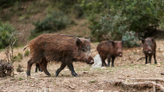 El puntano que mató a su amigo al confundirlo con un jabalí dijo que el otro chico no encendió su linterna para identificarlo (imagen ilustrativa)