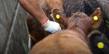 Desparasitado de vacas