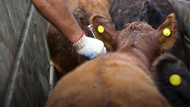 Desparasitado de vacas