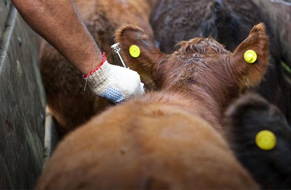 Desparasitación eficaz en bovinos
