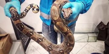 Encontraron una lampalagua en la localidad Estancia de Guadalupe.