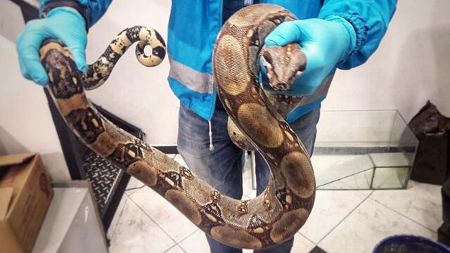 Encontraron una lampalagua en la localidad Estancia de Guadalupe.