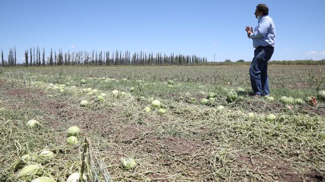 El funcionario observa una plantación de sandías dañadas totalmente por la piedra durante la fuerte tormenta del jueves pasado en el sur mendocino. Gentileza Gobierno de Mendoza