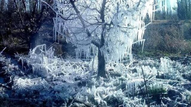 Así amaneció el 14 de septiembre en las fincas del paraje Km 884 en Alvear.