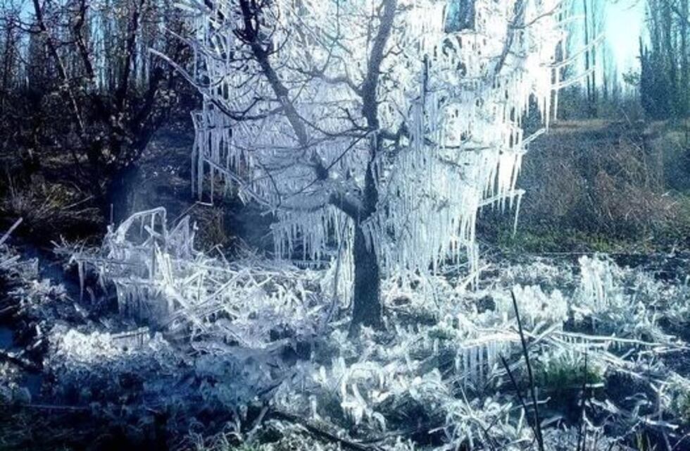 Contingencias recibe las denuncias de daños por heladas