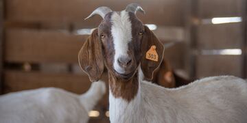 Testeos por Brucelosis