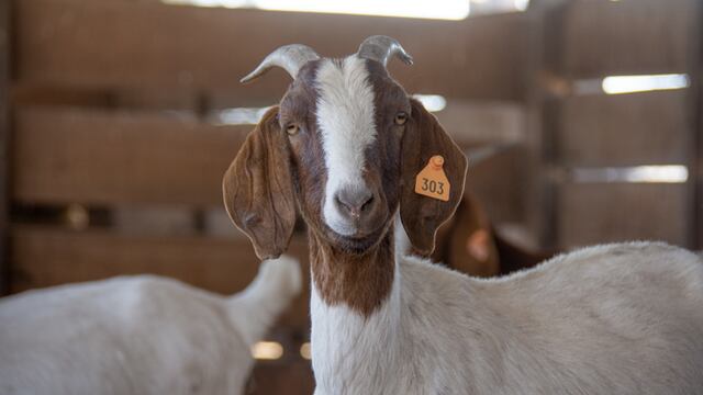 Testeos por Brucelosis