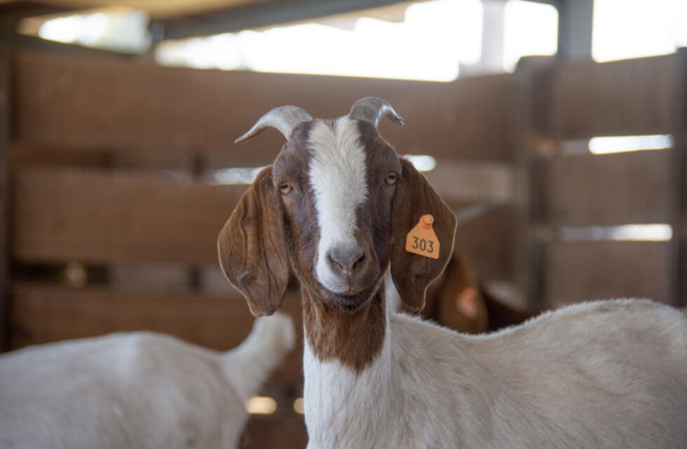 San Martín: muestreo a 100 animales para detección de brucelosis