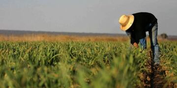 Más de 9.600 mendocinos se inscribieron en el programa Reinventa, buscan poder trabajar en las cosechas 2020-2021. Gentileza Gobierno de Mendoza