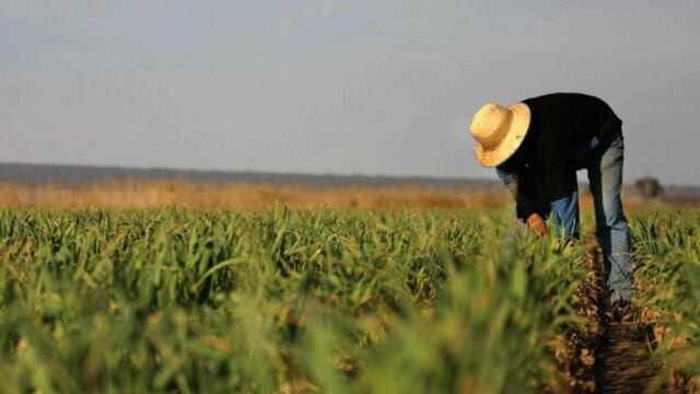 Más de 9.600 mendocinos se inscribieron en el programa Reinventa, buscan poder trabajar en las cosechas 2020-2021. Gentileza Gobierno de Mendoza
