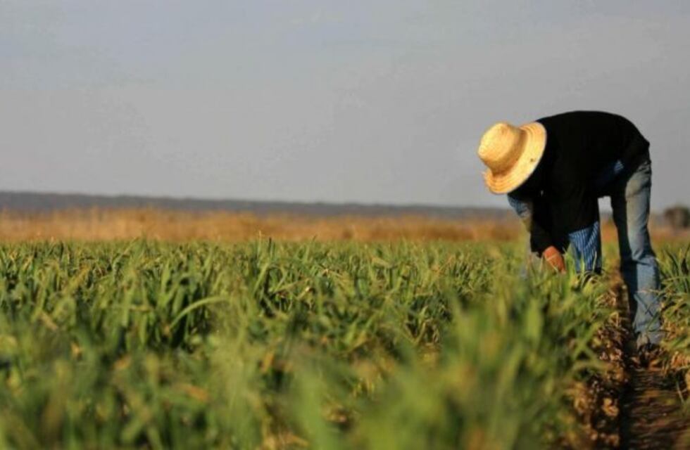 Más de 9.600 mendocinos se inscribieron para las cosechas