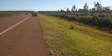 Nuevos ejemplares de fauna silvestre atropellados en Misiones. Imagen de archivo.