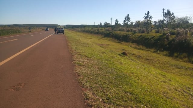 Nuevos ejemplares de fauna silvestre atropellados en Misiones. Imagen de archivo.