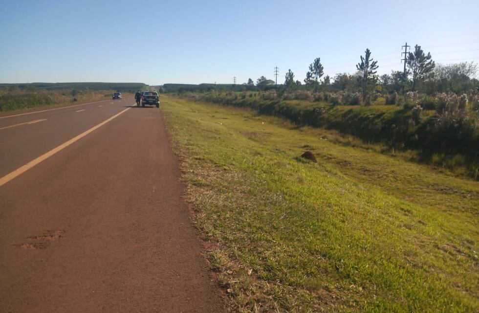 Nuevos ejemplares de fauna silvestre atropellados en Misiones