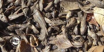 Piden que las autoridades provinciales actúen con rapidez.