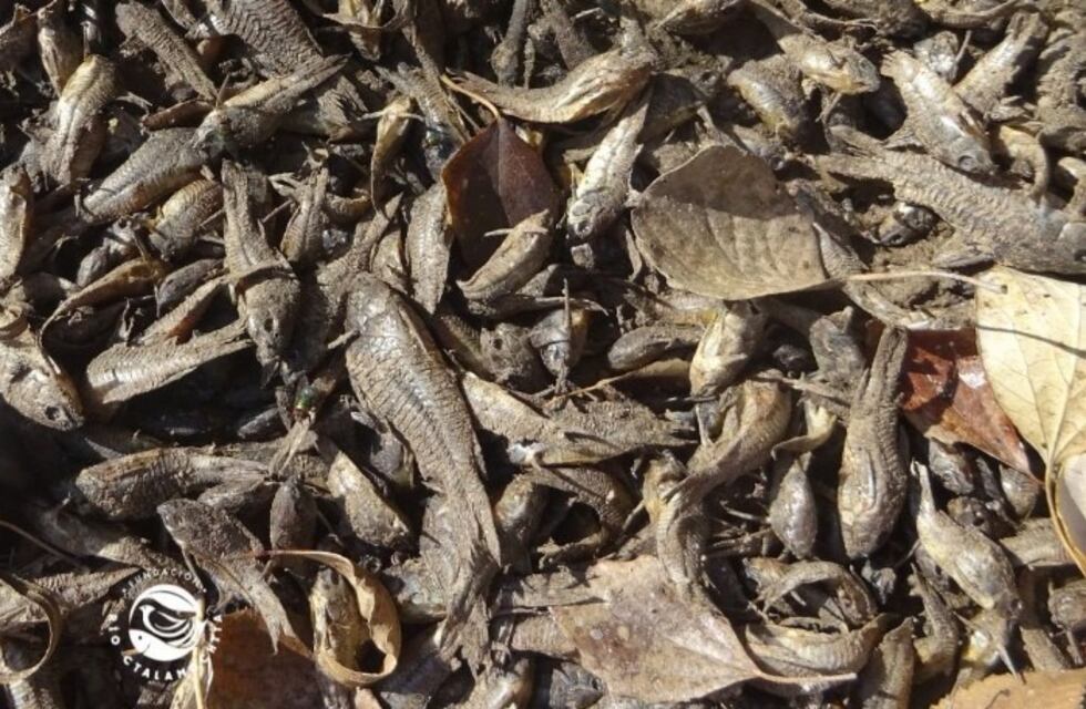Denuncian menos caudal y cientos de peces muertos en el Río Ctalamochita