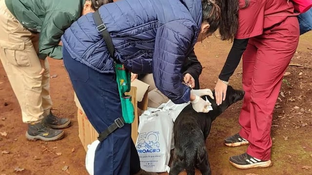 Jornada de castración de mascotas en Puerto Iguazú.