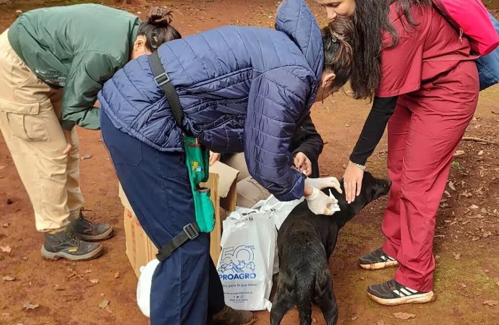 Jornada de castración de mascotas en Puerto Iguazú